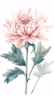 粉色菊花插画 清新自然风