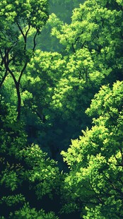 翠绿森林 自然绿意盎然