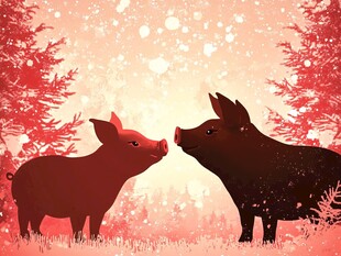 雪地中亲昵的两只小猪