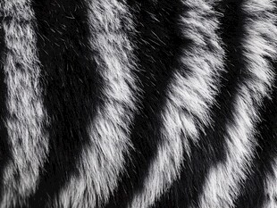黑白相间的动物毛皮纹理