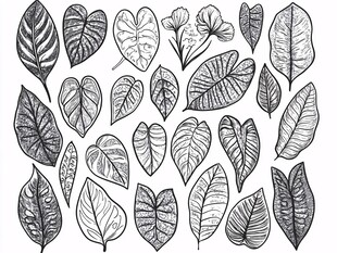 手绘多样叶片插画素材