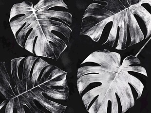 黑白龟背竹叶艺术特写