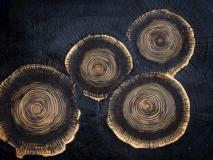 木纹年轮艺术切片特写