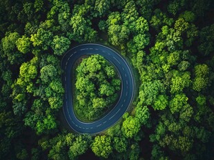 森林中的蜿蜒公路