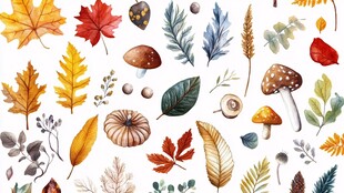 秋季植物元素水彩插画