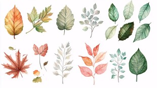 水彩绘多彩叶片集合