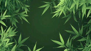 翠绿竹叶背景图
