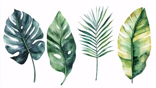 水彩绘热带植物叶片集合