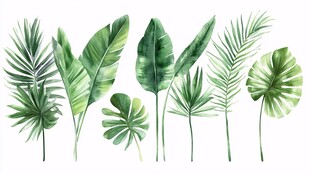 水彩绘热带植物叶片集合