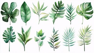 水彩风格多样热带植物叶片