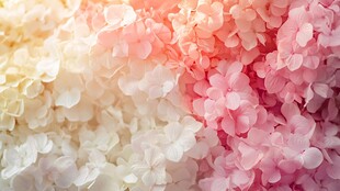 梦幻缤纷绣球花