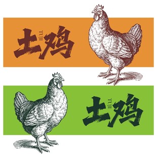 矢量土鸡