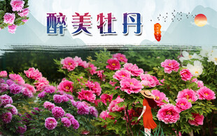 牡丹  