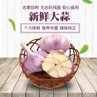 紫皮大蒜头淘宝主图电商主图