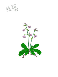 手绘风地黄开花植物插画