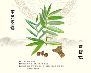 中药材益智仁