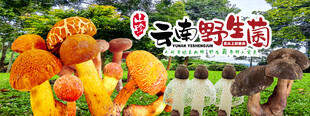 野生菌广告