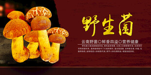 野生菌广告  