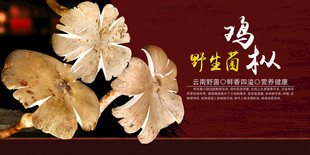 野生菌鸡枞