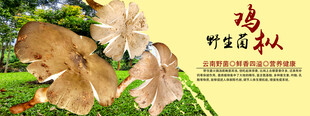 野生菌海报