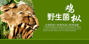 野生菌海报