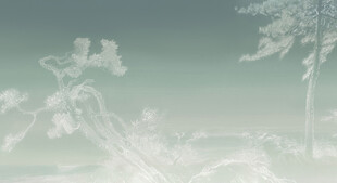 雪景雪松白松