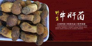 野生菌海报