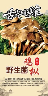 野生菌海报