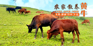 黄牛