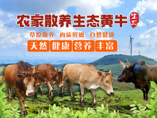 黄牛