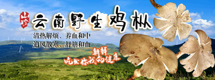 野生菌海报