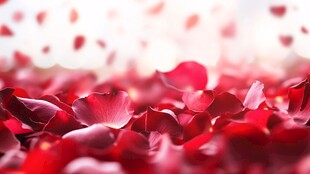 浪漫红玫瑰花瓣散落场景