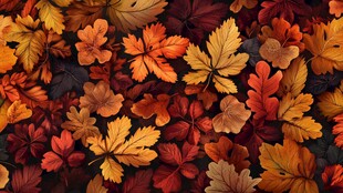 秋意浓 缤纷秋叶之美