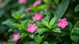 娇艳长春花 绿叶衬红花