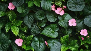 绿叶丛中绽放的粉嫩小花