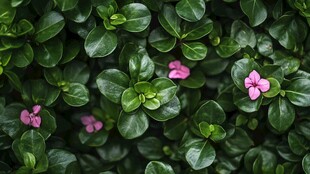 绿叶丛中绽放粉色小花