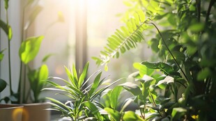 阳光洒落室内绿植景观