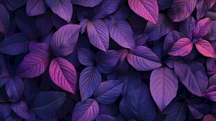 紫叶特写 梦幻色彩的植物纹理