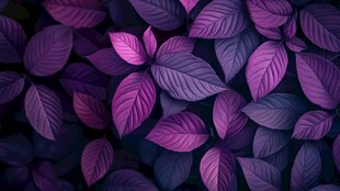 梦幻紫叶背景图