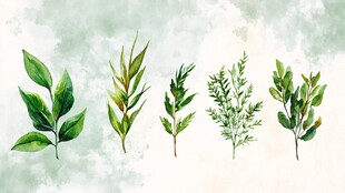 水彩绘五款清新绿植叶片