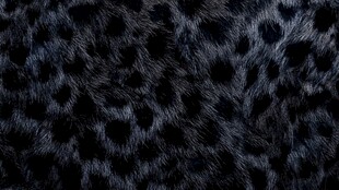 黑色豹纹毛绒面料纹理