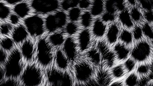 豹纹纹理图案