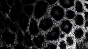 黑豹花纹纹理特写