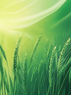 阳光照耀下的翠绿麦穗