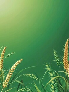 清新麦田背景图