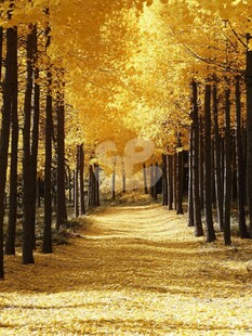 金黄银杏林的秋日幽径