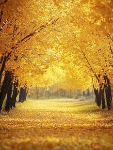 金秋银杏林的梦幻美景