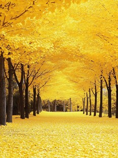 金黄银杏林的秋日浪漫