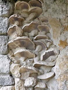 石缝中生长的层叠蘑菇