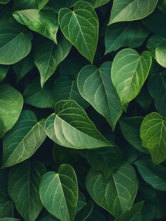 心形绿叶纹理背景图